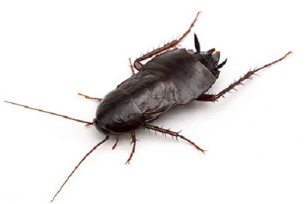cucaracha negra