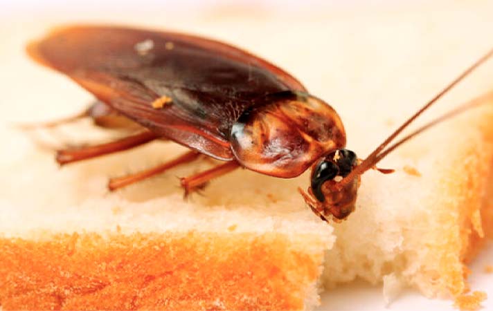 cucaracha voladora