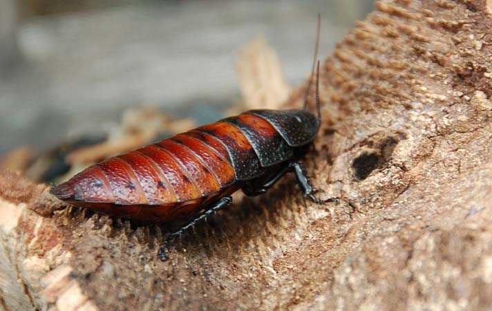 cucaracha de Madagascar
