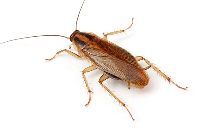 cucaracha germánica