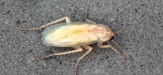 cucaracha albina