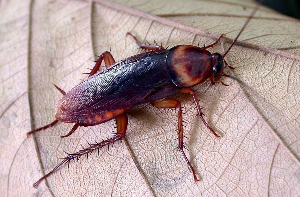 cucaracha americana