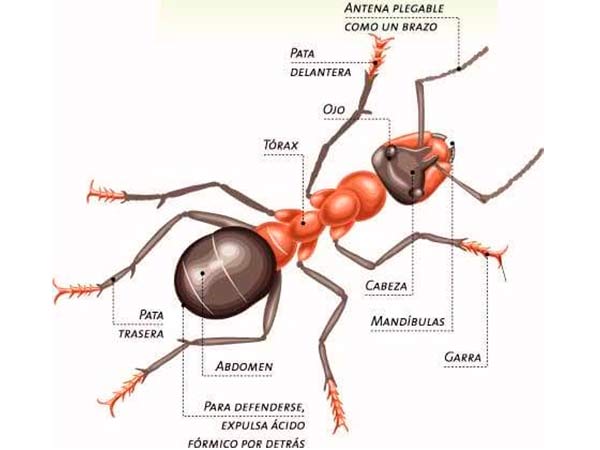 partes de la hormiga