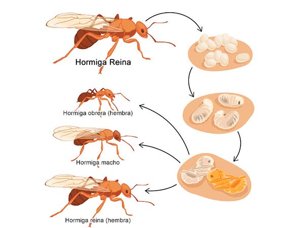 ciclo de reproducción de las hormigas