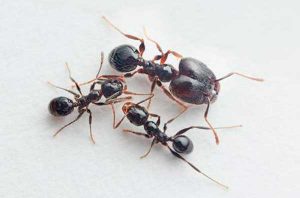 Hormiga cabezona africana