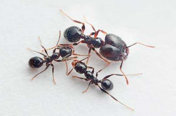 hormiga cabezona africana