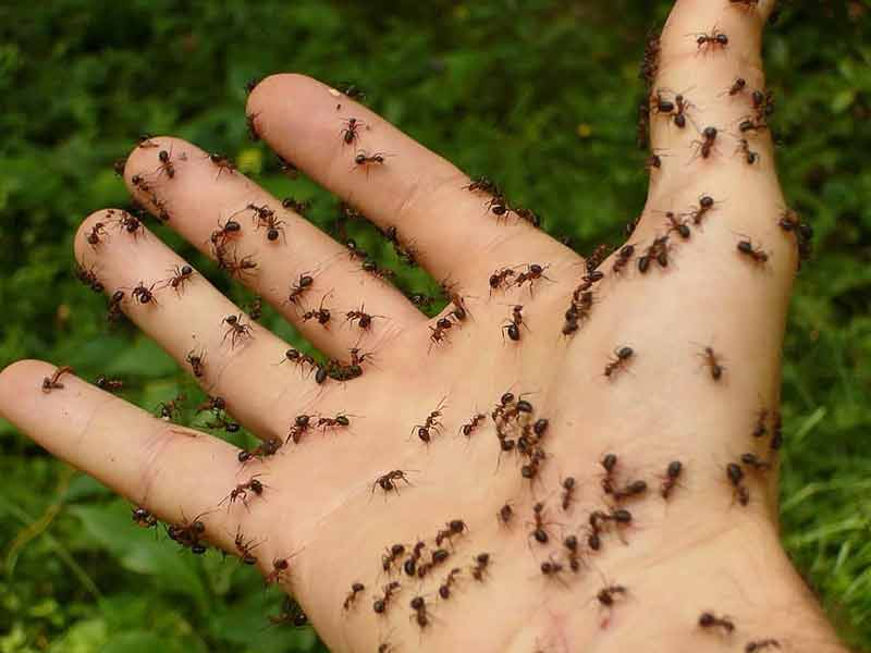 causas del miedo a las hormigas