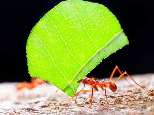 hormigas cortadoras de hoja