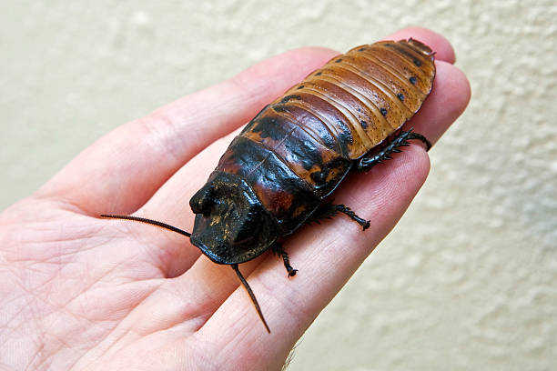 cucaracha de madagascar