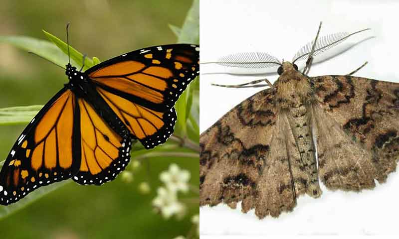 diferencia entra la polillas y la mariposas