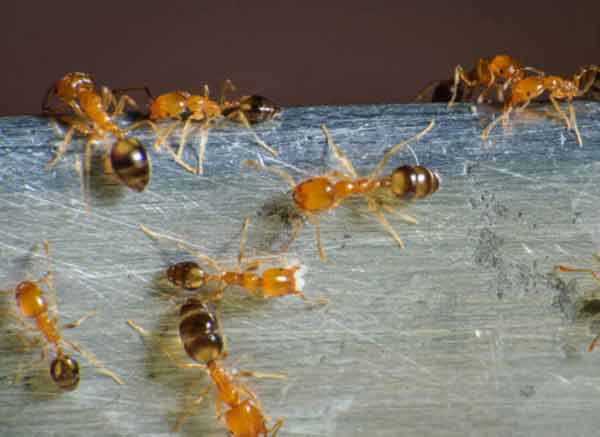 hormigas peligrosas