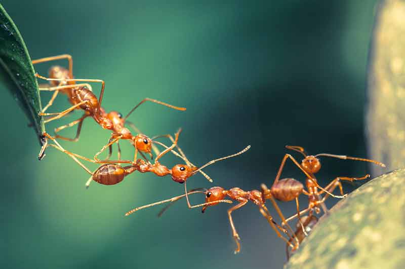 Miedo a las hormigas