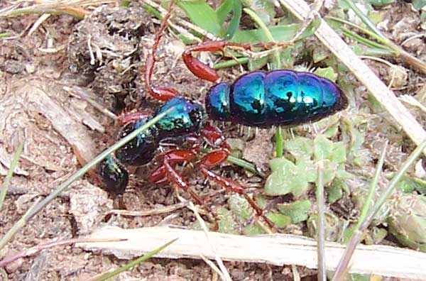 hormiga azul