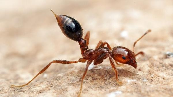 hormiga cabeza roja