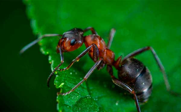 hormiga cortadora de hojas