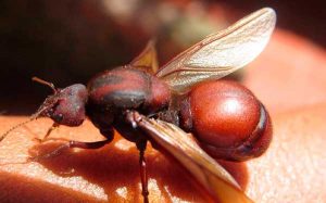 Hormiga culona de Colombia