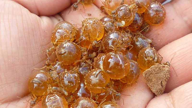 como se extrae la miel de la hormiga mielera