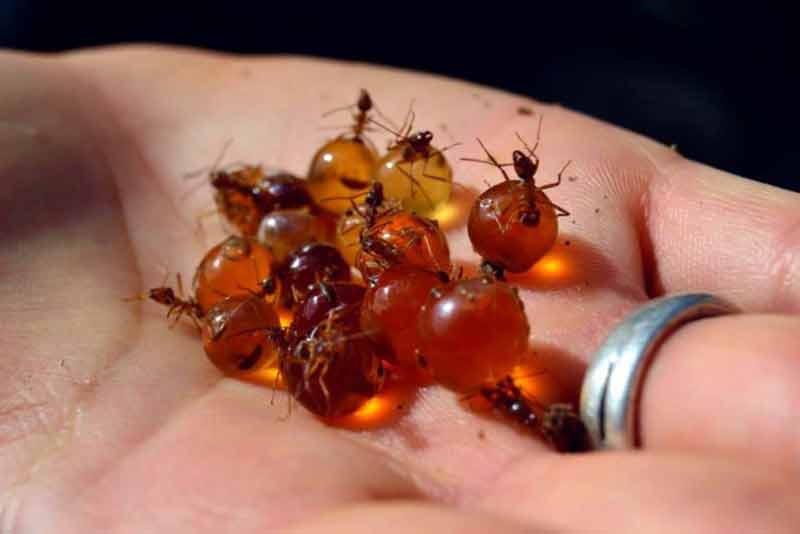 hormiga mielera