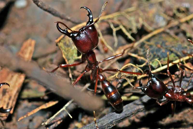 donde viven las hormigas