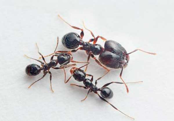 hormigas africanas