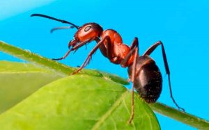 Hormiga común