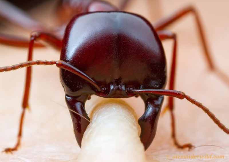 que más pueden hacer las hormigas