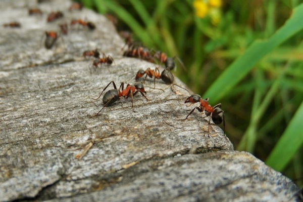 cuanto cuentan las hormigas