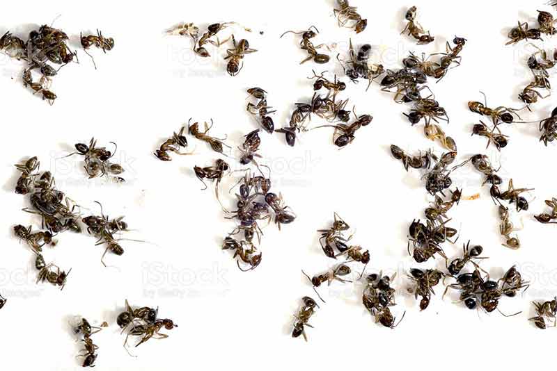 veneno para hormigas
