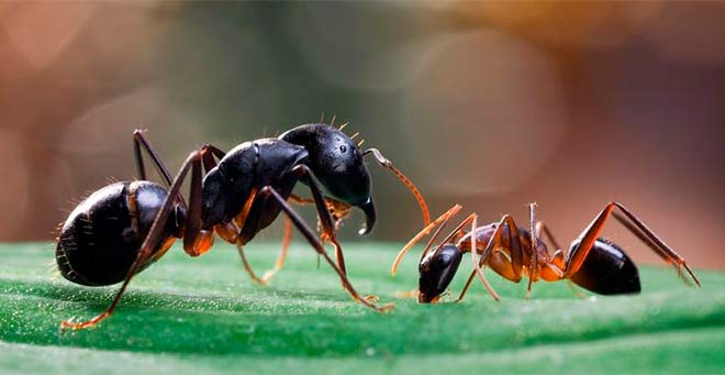jerarquía de las hormigas