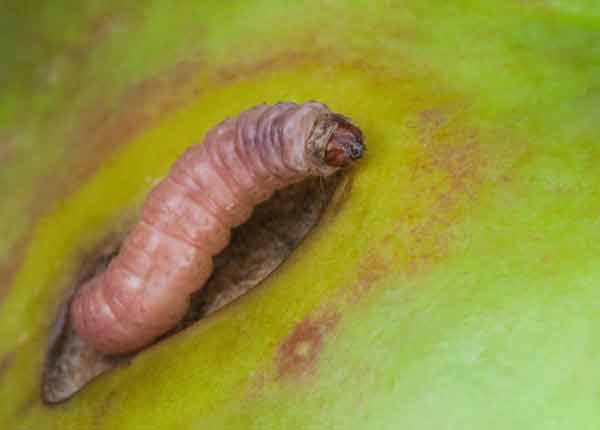 larva de polilla