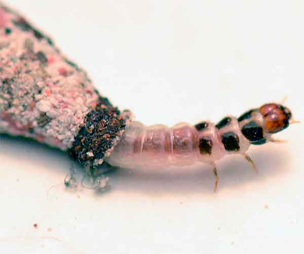 polilla del estuche