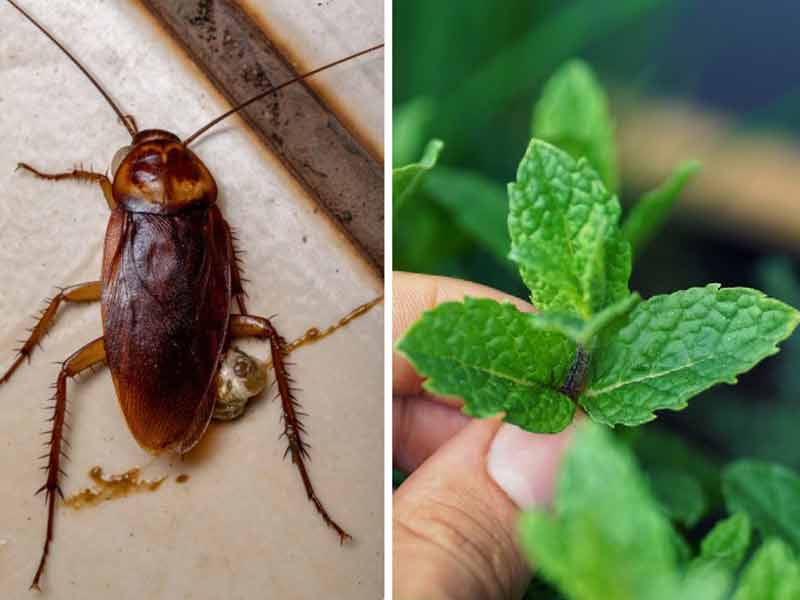 plantas que odian a las cucarachas ahuyentar