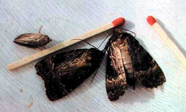 polilla de la cera