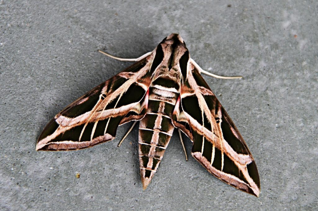 polilla esfinge