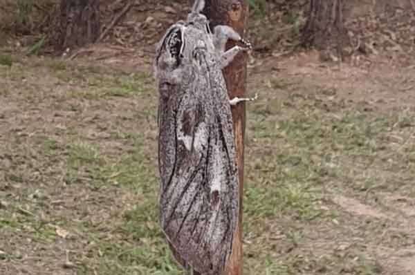 polilla gigante