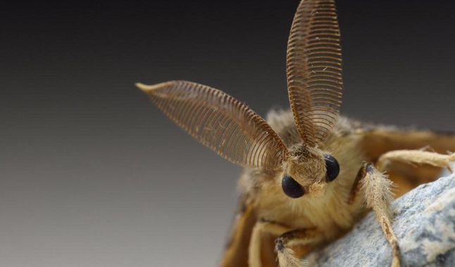 polilla gitana