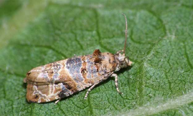 polilla del racimo