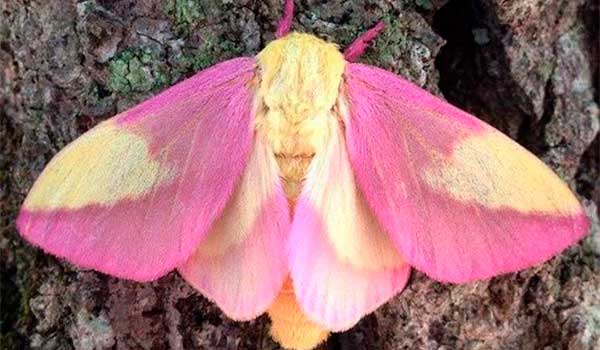 polilla rosa