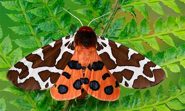 polilla tigre