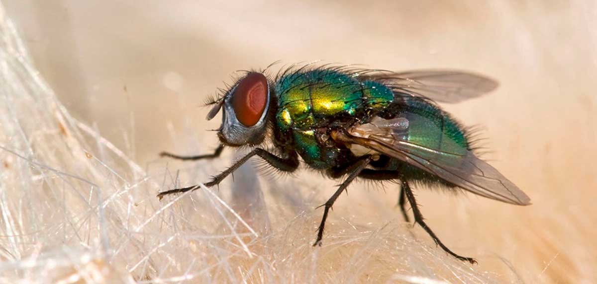 10 trucos infalibles para ahuyentar las moscas de tu cocina