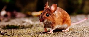 37 riesgos de ratones en tu hogar: ¡protégete ahora!