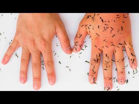 Consejos para evitar tábanos en casa: ¡Mantenga alejados a estos molestos insectos!