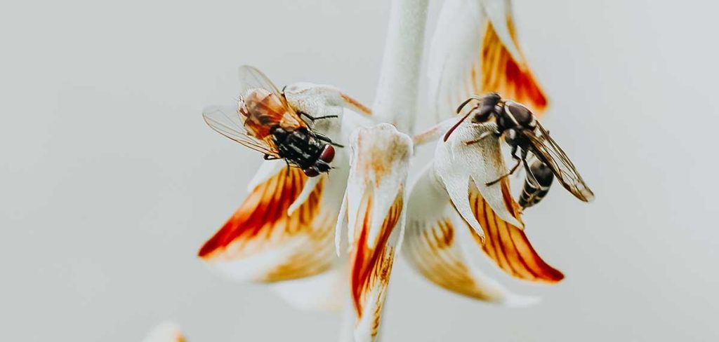 Atrae moscas beneficiosas a tu jardín con estos consejos