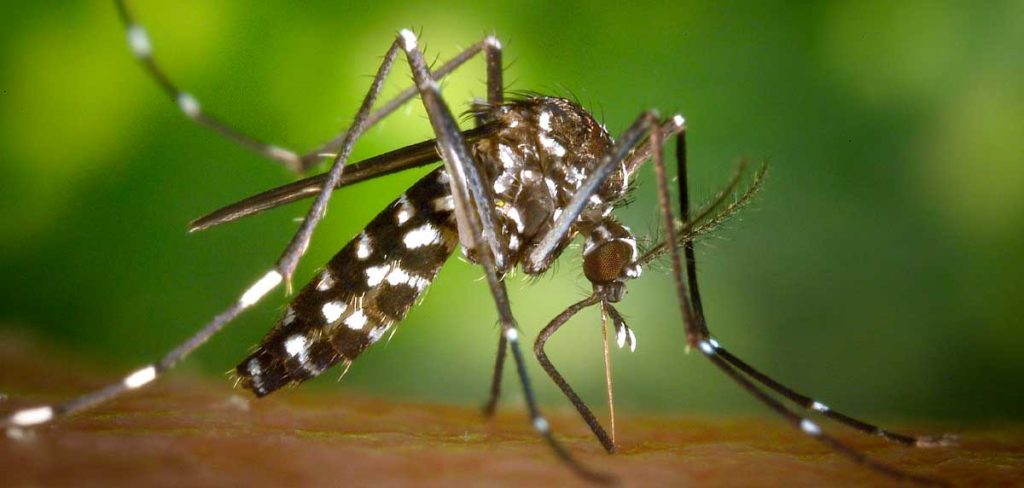 Ciclo de vida del mosquito