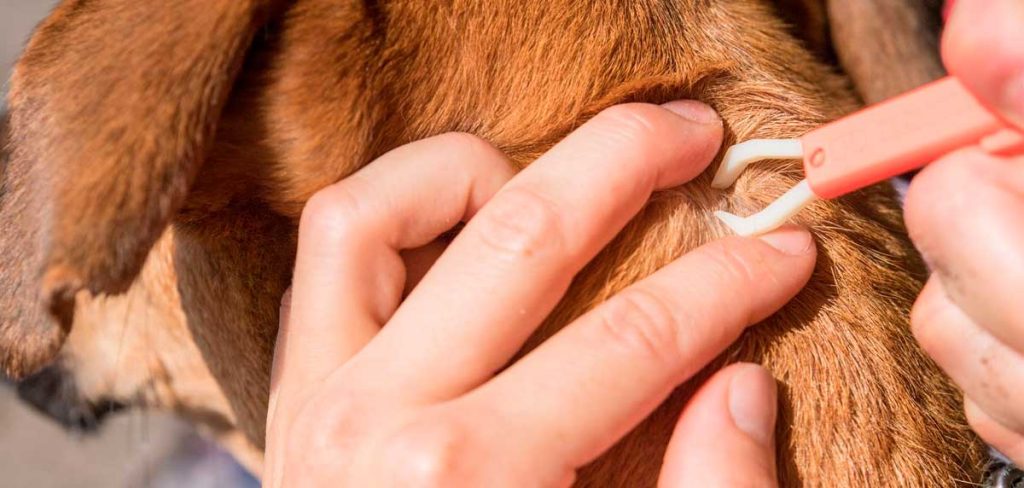 Cómo desprender correctamente una garrapata de la piel