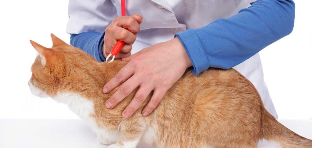 Como quitar la cabeza de una garrapata en el gato