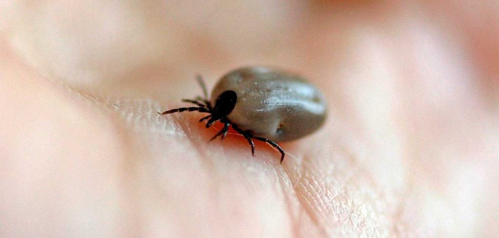 Cómo son y donde viven las garrapatas