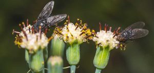 Consejos efectivos para ahuyentar moscas de plantas