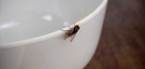 Consejos efectivos para prevenir moscas en tu hogar