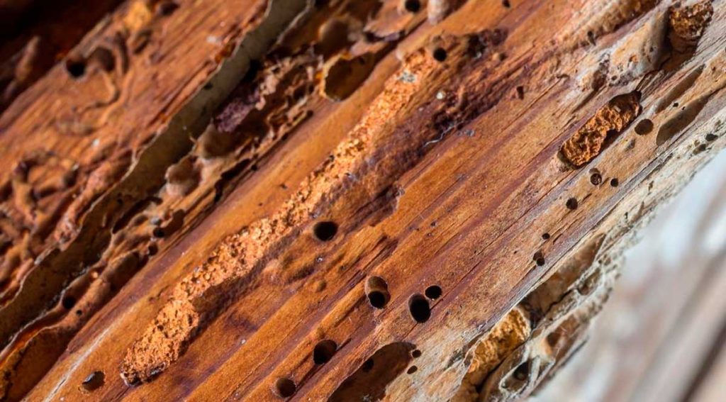 Consejos para el mantenimiento y cuidado de la madera después de un tratamiento contra la carcoma